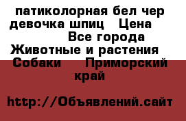 патиколорная бел/чер девочка шпиц › Цена ­ 15 000 - Все города Животные и растения » Собаки   . Приморский край